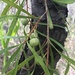 Persoonia longifolia - Photo (c) annbentley, todos os direitos reservados