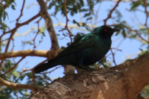 Bronze-tailed Starling