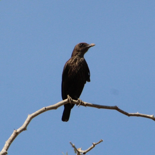 Northern Anteater-Chat
