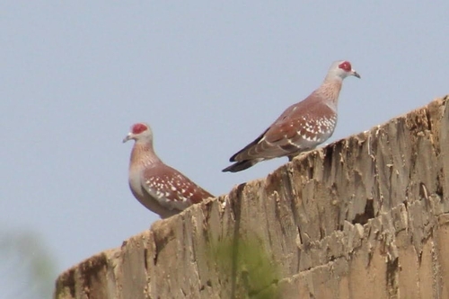 Speckled Pigeon