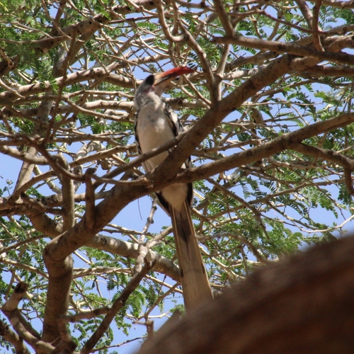 Western Red-billed Hornbill