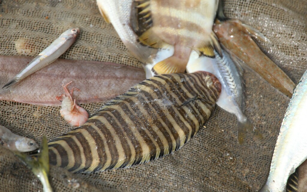 Barracuda