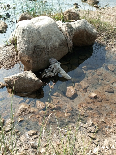 Domestic Water Buffalo