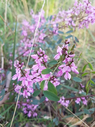 Australian Indigo