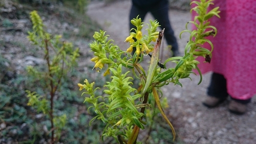 Odontites bocconei