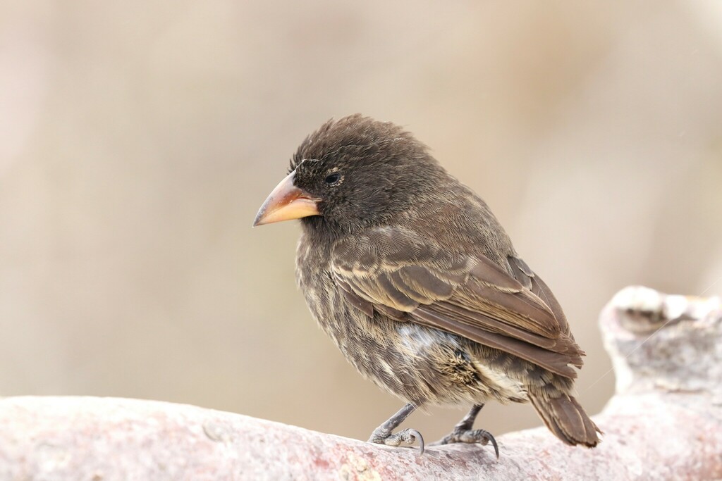 Genovesa Cactus-Finch photo