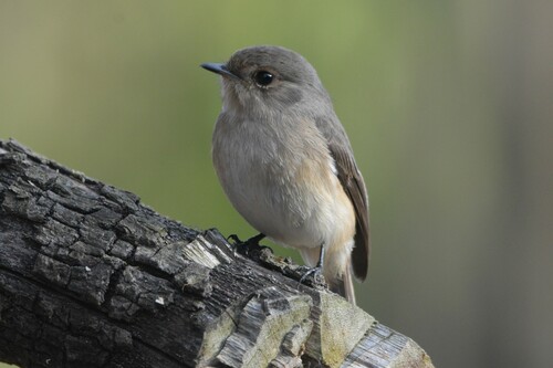 African Dusky Flycatcher