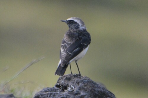 Pied Wheatear