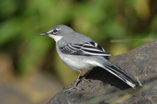 Mountain Wagtail
