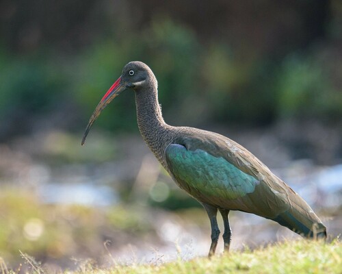 Hadada Ibis