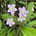 Streptocarpus roseoalbus - Photo (c) Carel Fourie, all rights reserved, uploaded by Carel Fourie