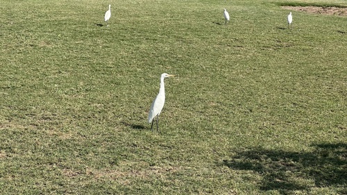 Eastern Cattle-Egret