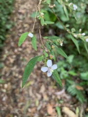 Centradenia inaequilateralis image