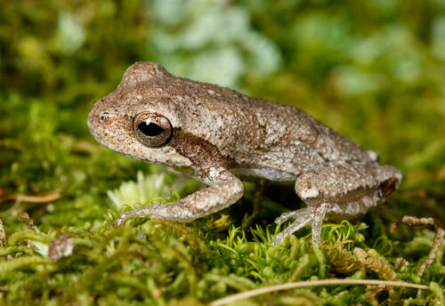 Pine woods treefrog