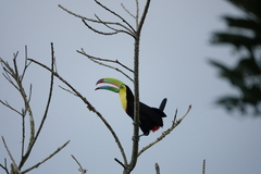 Ramphastos sulfuratus image