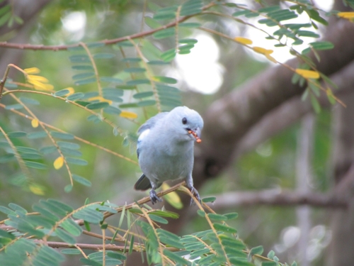 Thraupis episcopus coelestis