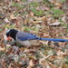 Red-billed Blue-Magpie - Photo (c) 小铖smalltown/黄润铖, all rights reserved, uploaded by 小铖smalltown/黄润铖