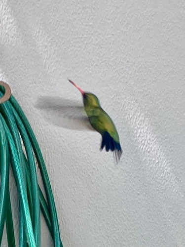 Glittering-bellied Emerald