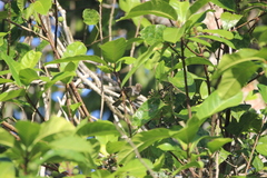 Elaenia flavogaster image