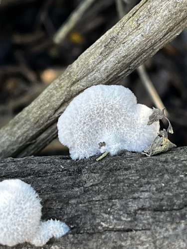 iNaturalist observation photo of Schizophyllum
