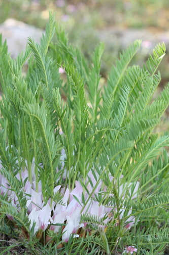 Astragalus physocalyx