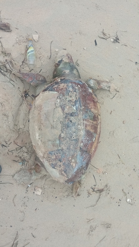Loggerhead Sea Turtle