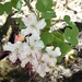 White Bauhinia - Photo (c) indylindy, all rights reserved