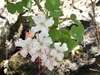 White Bauhinia - Photo (c) indylindy, all rights reserved
