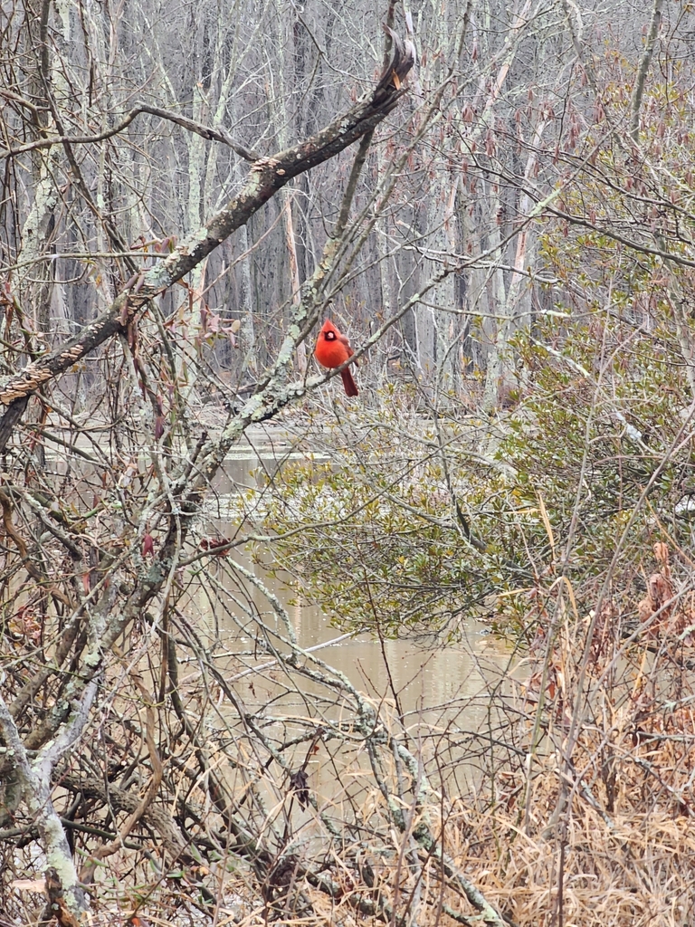 Northern Cardinal from Groveton, VA, USA on January 08, 2023 at 1047