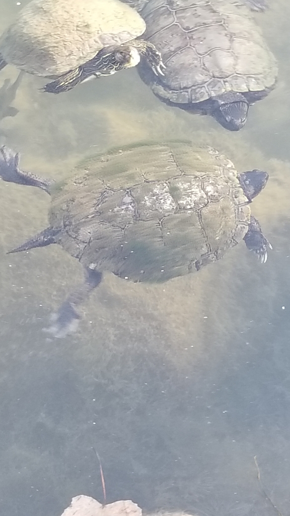 Turtles and Tortoises from Zilker, Austin, TX, USA on January 8, 2023 ...