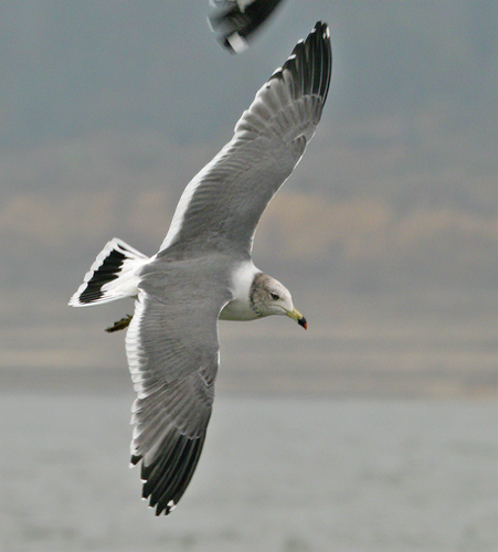 Black-tailed Gull