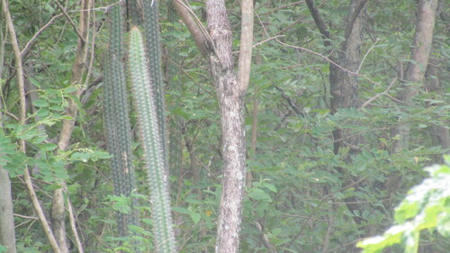 Praecereus euchlorus ssp. jaenensis
