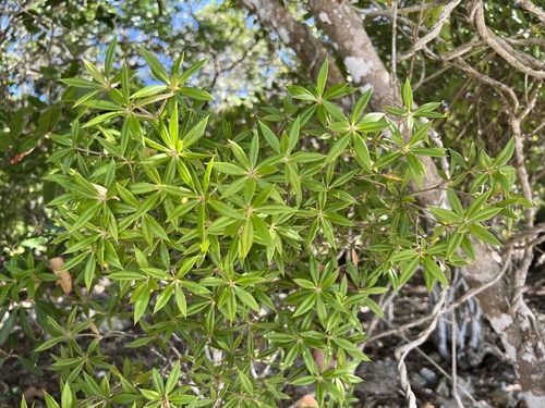Jacquinia aculeata