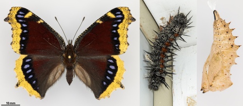 iNaturalist observation photo of Mourning Cloak