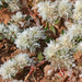 Paronychia argentea - Photo (c) mjcorreia, todos los derechos reservados, subido por mjcorreia