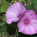 Mediterranean Bindweed - Photo (c) mjcorreia, all rights reserved, uploaded by mjcorreia