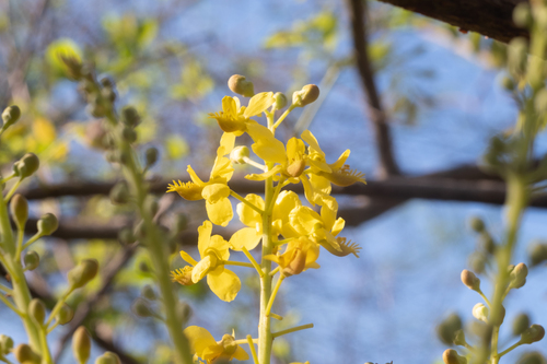 Coulteria platyloba (Coulteria platyloba)