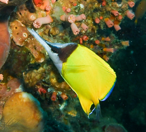 Forceps Butterflyfish