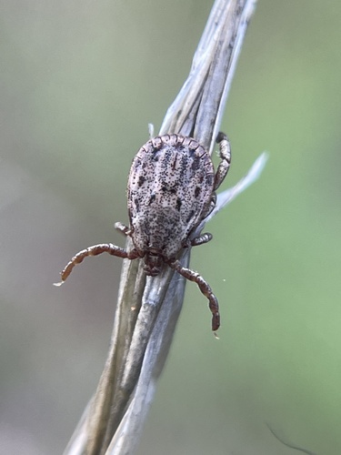 Pacific Coast Tick
