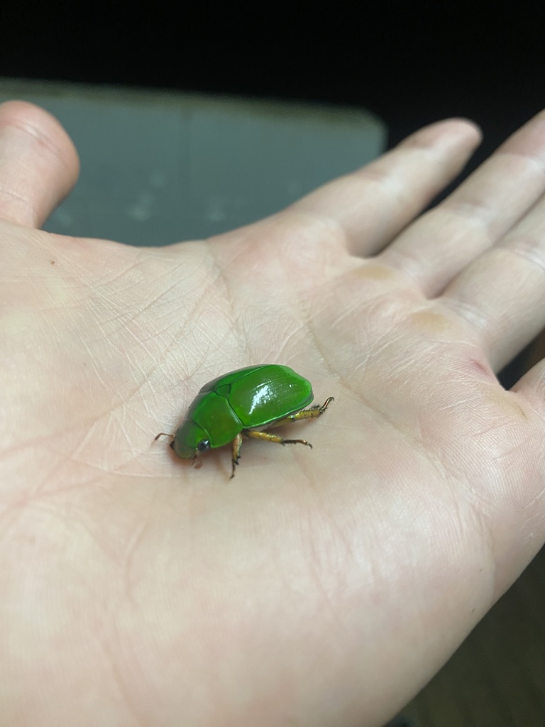 Anoplognathus Smaragdinus From Ellinjaa Rd, Millaa Millaa, Qld, Au On 