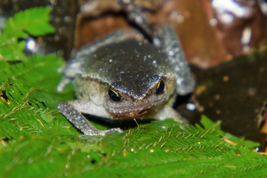 Burrowing Grainy Frog