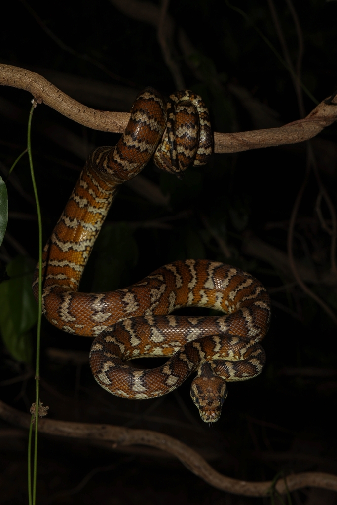Darwin Carpet Python in August 2022 by Jamie Smith-Morvell · iNaturalist