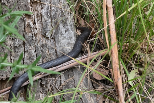 Highlands Copperhead sighting