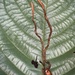 Ophiocordyceps sobolifera clade - Photo (c) Cynthia Lebrão, όλα τα δικαιώματα διατηρούνται, uploaded by Cynthia Lebrão