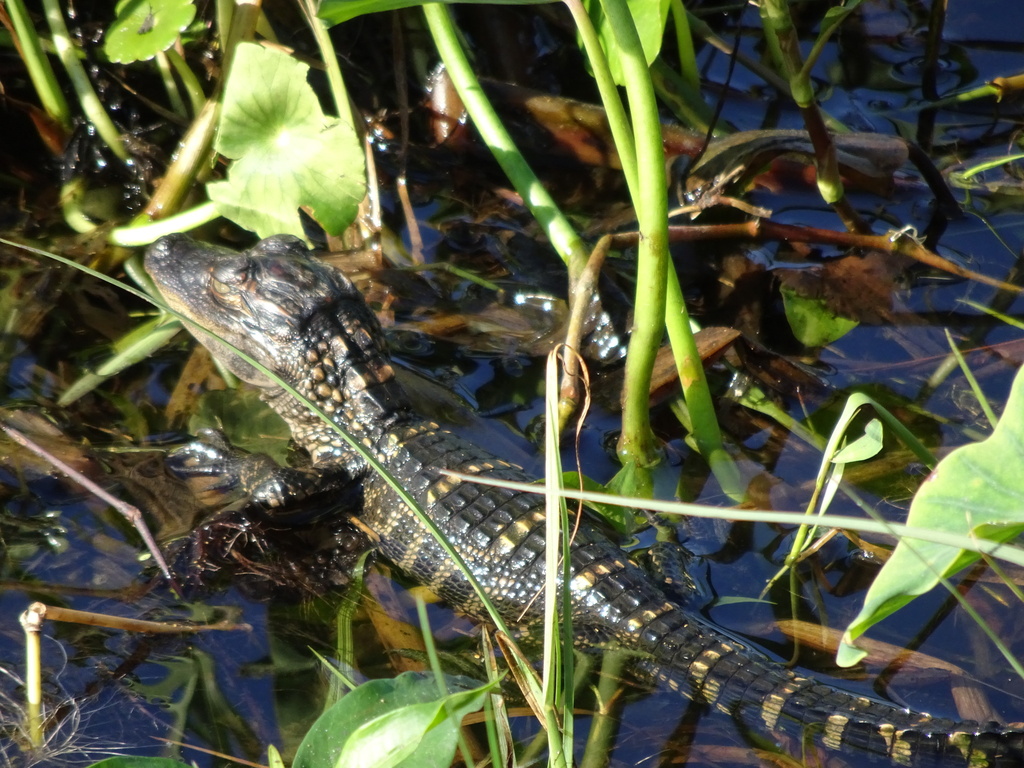 American Alligator from Lakeland, FL, USA on December 9, 2022 at 1022 AM by Luke *. Juvenile