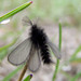 Ptilocephala plumifera - Photo 由 Володимир Клетьонкін 所上傳的 (c) Володимир Клетьонкін，保留所有權利