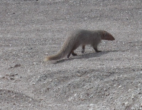 Indian Grey Mongoose