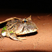Brazilian Horned Frog - Photo (c) Bruno Rennó, all rights reserved, uploaded by Bruno Rennó