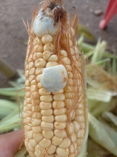 Corn Smut