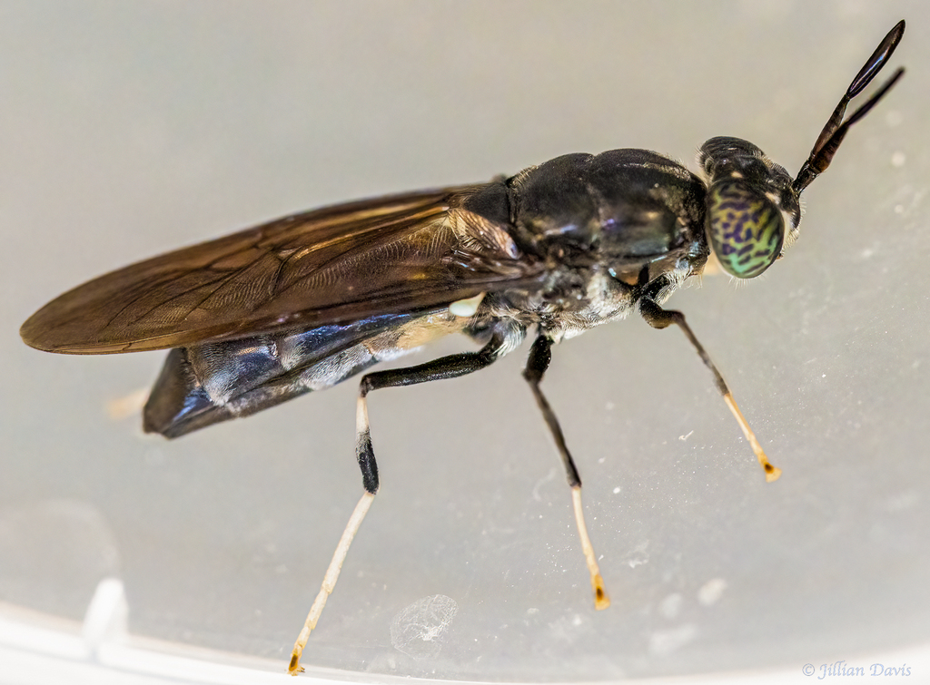 Black Soldier Fly from Llandudno, Cape Town, 7806, South Africa on January 9, 2023 at 0651 PM